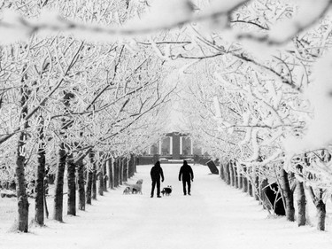Frosted trees line a path on Tom Campbell Hill for dog walkers after Calgarians awoke to a picturesque snowy world on Friday morning.