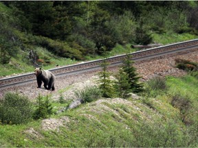 A grizzly bear walks along the train tracks near the Bow Valley Parkway in Banff National Park in June 2013.