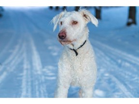 Benny, a komondor cross, is one of 201 dogs seized from a Milk River acreage in what authorities say was the largest removal of dogs in the Alberta SPCA's history.