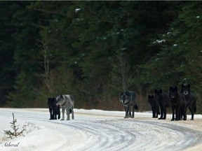 The Bow Valley wolf pack hanging out along the Bow Valley Parkway in December 2013..