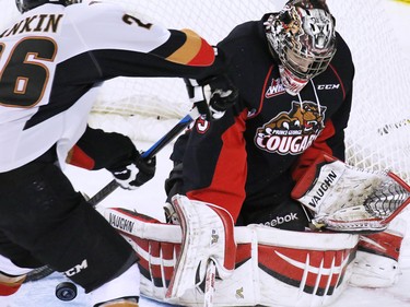 Calgary Hitmen Conner Rankin tries to jam the puck past Prince George Cougars goaltender Ty Edmonds during second period WHL action at the Scotiabank Saddledome on Wednesday February 11, 2015.