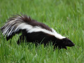 A skunk walks through the grass in this file photo from Fotolia.