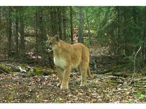 File photo of a cougar scavenging  for food around Canmore.