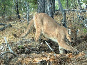 A file photo of a Canmore cougar scavenging  for food.