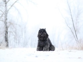Jacquie Moore's Bouvier des Flandres dog NV was chosen by a judge as the top female in her breed at the Westminster Kennel Club Dog Show on Monday, February 16, 2015.