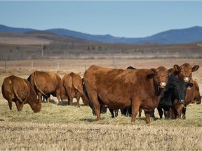 Cows graze on a pasture near the Trans-Canada Highway north of Calgary, Alberta on February 13, 2015. The Canadian Food Inspection Agency (CFIA) confirmed February 13, 2015 that a case of mad cow disease has been found in Alberta, the first case in Canada since 2011.