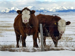 A case of mad cow disease was confirmed in a beef cow from Alberta earlier this year.