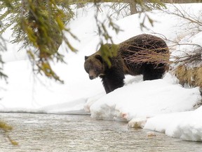 Grizzly bears are searching for food before winter.