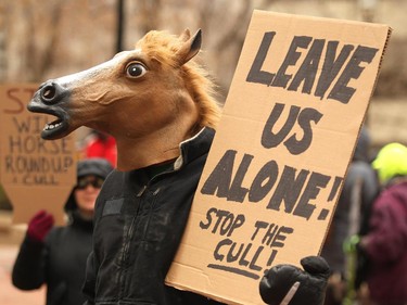 A protestor wore a horses head as he joined Calgary, Edmonton and Rural Wild Horse advocates to raise awareness for Wild Horses that will be culled in the Ghost River Equine Zone by the Alberta Environment and Sustainable Resource Department. Protestors rallied on the steps of the McDougall Centre in Calgary to protest the culling of wild horses in Alberta on February 20, 2015. They want the cull to stop and the horses to be saved.