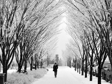 Frosted trees line 9th Street N.E. in Bridgeland after Calgarians awoke to a picturesque snowy world on Friday morning.