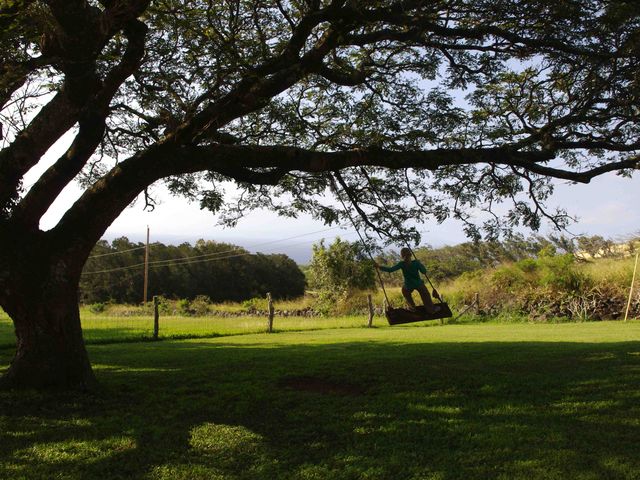 Tree swing