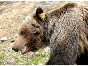 Bear 126, a male grizzly bear, wanders along the Bow Valley Parkway in Banff National Park.