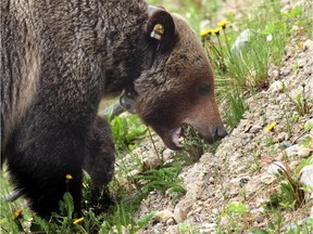 Bear 126, a male grizzly bear, eats dandelions along the Bow Valley Parkway in Banff National Park in June 2013.