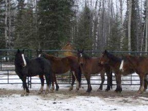 The Wild Horses of Alberta Society has taken in five of the feral horses rounded up by the province this month.