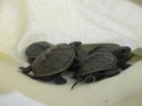 On August 8, 2014, 11 baby turtles were saved from a shipment destined to Calgary. CBSA officers were suspicious the envelope did not contain a book as declared. The turtles measured 1.5 inches in diameter and were donated to the Calgary Zoo.