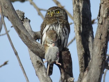 Janet Preston shared this photo on Facebook. "The celebrity Northern Pygmy Owl with a friend .... in Fish Creek Prov Park, Calgary. January 2015"
