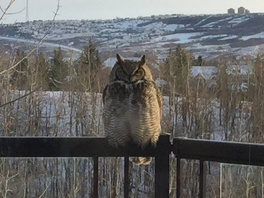 Look at what Kathy Dornian saw when she looked out her kitchen window in Scenic Acres last afternoon. 

Here's her story: I wandered into the kitchen and saw the most amazing sight --not 10 feet in front of me on the deck railing was perched a Great Horned Owl! ... He stayed on the deck railing for well over two hours, then migrated to a nearby tree for another couple of hours. Even my birding friends have said that this is most unusual. I also wonder what he was doing out and about in the middle of the day? Such a glorious sight!