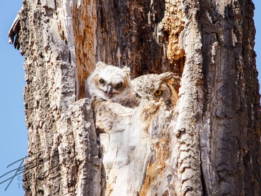 Travis Rathgeber shared this photo with us on Facebook. "Two generations of Great Horned Owls in Fish Creek Park."