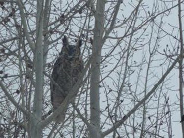 Tracey Meadahl Tetz shared this photo with us on Facebook. "We had this great horned owl in our backyard!"