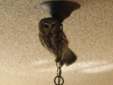 Sherri Northcott-Hauser shared this photo with us on Facebook. "Saw-whet owl in my dining room."
