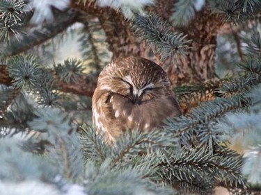 Cicely Kricket shared this photo with us on Facebook. "This little Saw-Whet Owl was in my back yard yesterday in Woodbine... That's a first for me!"