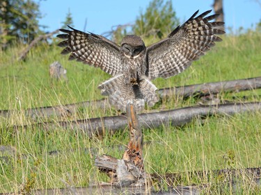 Ken Mcleod shared this photo with us on Facebook. "OWL in Wild Horse Country Alberta Foothills ..2014."