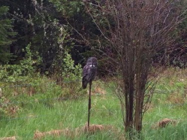 Kirsti Pickard shared this photo with us on Facebook. "I see great gray owls all the time.. Really cool birds."