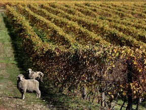 Sheep graze in a vineyard in the southwest wine growing region of Western Australia.
