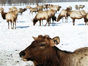 An elk with its antlers cut off at a game farm in Alberta.