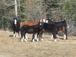 A group of wild horses by a highway in north central Alberta are shown on May 5, 2014. The Alberta government is looking at rounding up several of the horses as part of a cull.