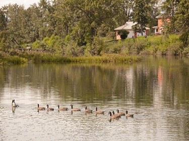 Before the flood, a gaggle of geese at the Inglewood Bird Sanctuary