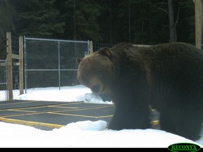 No. 122, known by locals at The Boss, was caught on remote camera near Castle Junction in Banff National Park on Thursday.
