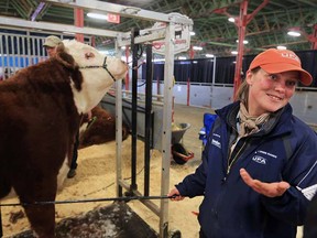 Megan Bond, an employee with Hirshe Herefords, talked with the Herald about her experiences at the Calgary Bull Sale over the years on Tuesday March 3, 2015.