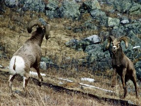 Two big horn sheep rams fight for the top position.
