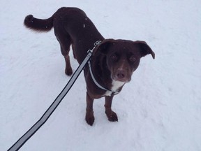 Chevy, a five year old border collie and chocolate lab mix, was found dead in her owner's backyard Monday, March 23, 2015. A man has been charged with animal cruelty.