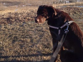 Chevy, a five year old border collie and chocolate lab mix, was found dead in her owner's backyard Monday.