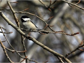 A chickadee rests on a branch at the Inglewood Bird Sanctuary. Reader says bird populations are doing well in the city.