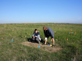 PhD student Gisela Stotz and assistant Matthew Trotter check the status of a field experiment at the Rangeland Research Institute — Mattheis Ranch, evaluating the competitive ability of smooth brome, a common forage species that invades native grasslands throughout the province.
