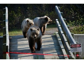 No. 72, a mother grizzly bear and her two offspring — now No. 142 and No. 143 — around the Lake Louise townsite in June 2012.