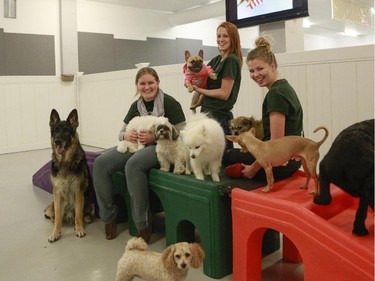The staff at Doggin-It Daycare and Grooming, from left to right, Alida VanderMeulen, Aisha Jardine and Amy Westman have some fun with the dogs attending day care.
