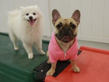 Furry friends of all sizes and kinds enjoy the services at Doggin-It Daycare and Grooming.