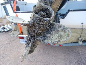 File photo of zebra mussels on a boat.