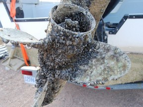 There’s no record of the non-native mussels in Alberta waterways, but several infested boats have been intercepted in the past couple of years.