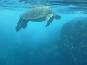 Turtle, Maui, Hawaii