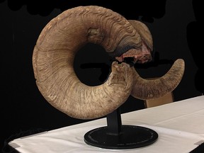 A bighorn sheep killed in a highway collision near Longview has set a world record for the largest horns ever recorded.