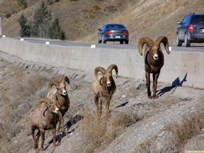 Changing the definition of a trophy bighorn sheep ram is a good move by the provincial government, says the Herald editorial board.