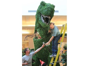 Renowned topiary artist Joe Kyte, right, also known as Topiary Joe, nears completion of a large t-rex sculpture at Market Mall on Friday. Kyte created five sculptures for the mall as part of a partnership with the Calgary Zoo and Telus Spark.
