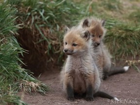 Some baby foxes in Waterton Lakes National Parks in the spring of 2015. The Alberta Institute for Wildlife Conservation has noticed an increase in young patients this spring.