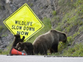 A grizzly bear family forages along a road sign on Highway 93 South in Kootenay National Park.