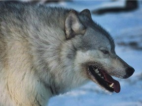 A male wolf roams the tundra near The Meadowbank Gold Mine located near Nunavut.
